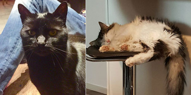 Daisy and Molly have gone missing from a Christchurch cattery. Photos / Supplied