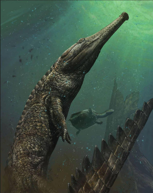 Machimosaurus rex. Photo / Davide Bonadonna