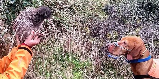 Rein keeps his focus after finding a Kiwi in need of assistance. Photo / Instagram / @gingerdogwithajob