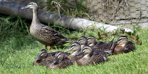 Researchers say ducklings can understand certain abstract concepts almost from the moment they hatch. Photo / Northern Advocate