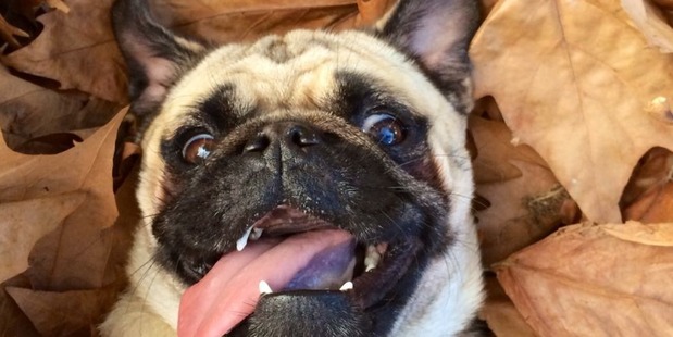 Last year's winner, Hudson, the pug. Photo/Supplied