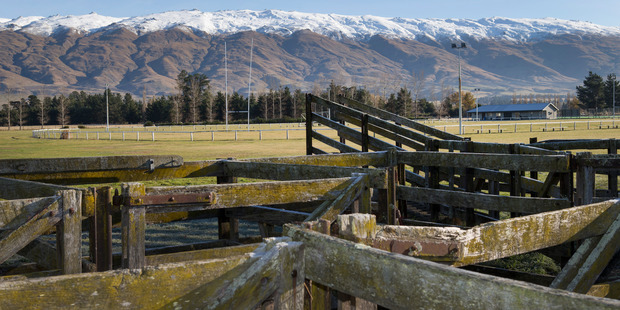 The Middlemarch Rugby Ground and stockyards, Otago. Photo / Mark Mitchell.