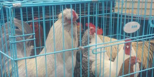 Unwanted roosters and hens are being dumped beside roads and in rest areas in Tauranga, these (pictured) were rescued on Omanawa Rd. PHOTO/SUPPLIED