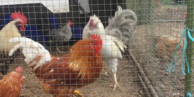 Unwanted roosters and hens, found on Omanawa Rd. Photo/supplied