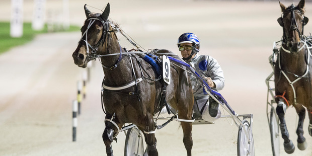 Barry Purdon trains and drives Arden's Choice in tonight's main pace. Photo / Greg Bowker