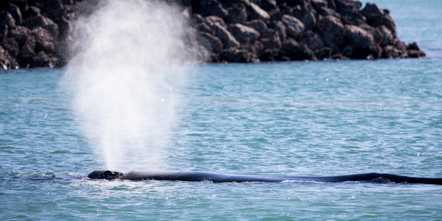 Otago University marine biologist Professor Steve Dawson is hoping drones will be able to collect samples of the whales' blow as they exhale. Photo / Dean Purcell