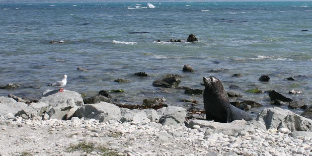 Seal on the coast near Kaikoura. Photo / Supplied