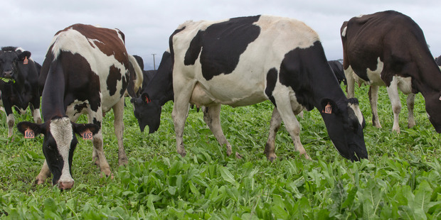 Fonterra's farmgate milk price for 2016/17 is just $4.25 a kg. Photo / Mark Mitchell