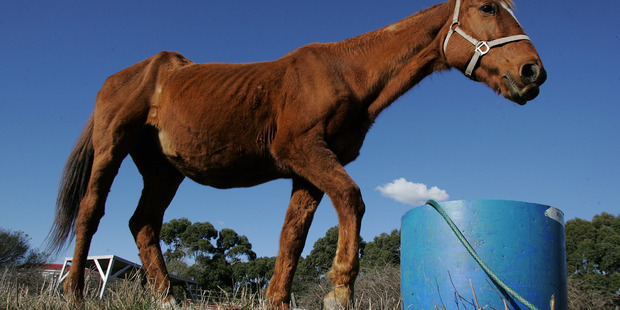 A horse was starved to death at a property in Levin. Note: This is not the horse. Photo / File