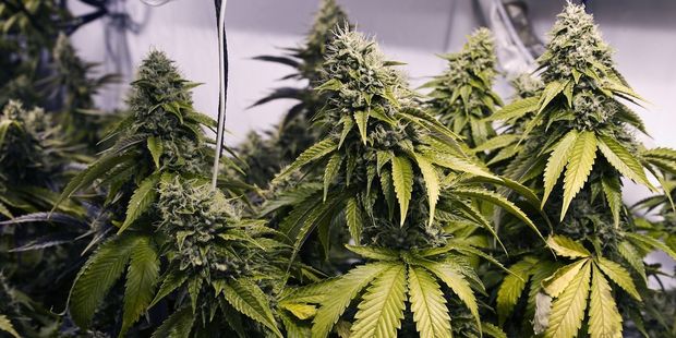 Bell said the notes stated prohibition wasn't working and cannabis was not a gateway drug.