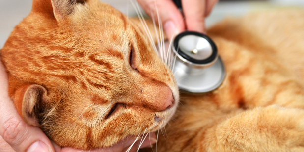 Being a good cat owner means getting to know them well enough to pick up on signs that something might be wrong. Photo / Thinkstock