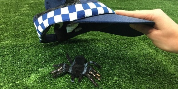 The French tourists wanted police help with a big, hairy invader.