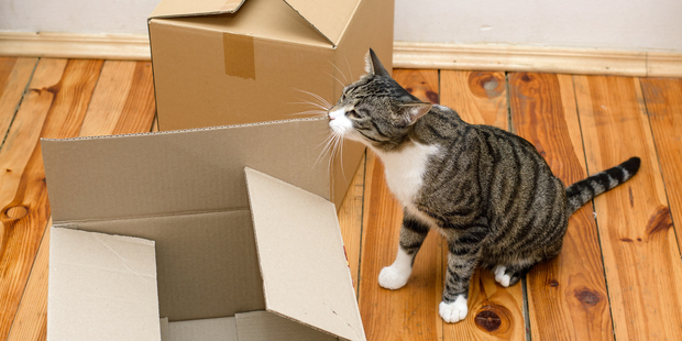 It's important to ease your pet into their new surroundings. Photo / Thinkstock