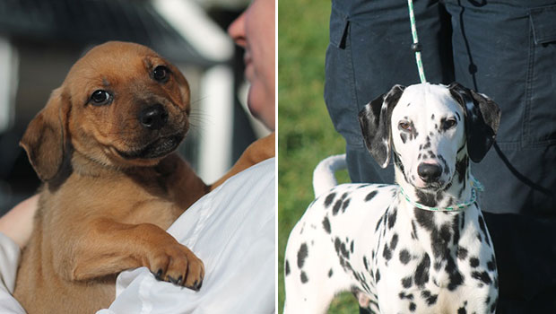 Pups up for adoption: Madison and Chaplin. Photos / SPCA