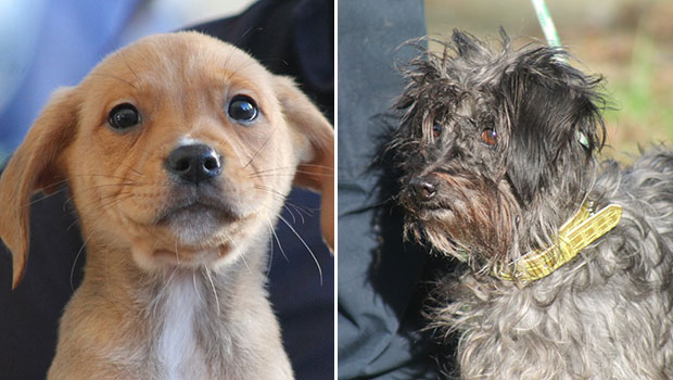 Pups up for adoption: Washington and Hairy McLeary. Photos / SPCA