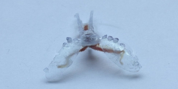 A sea slug's muscles enable a biohybrid robot to crawl like a sea turtle. Photo / Victoria Webster