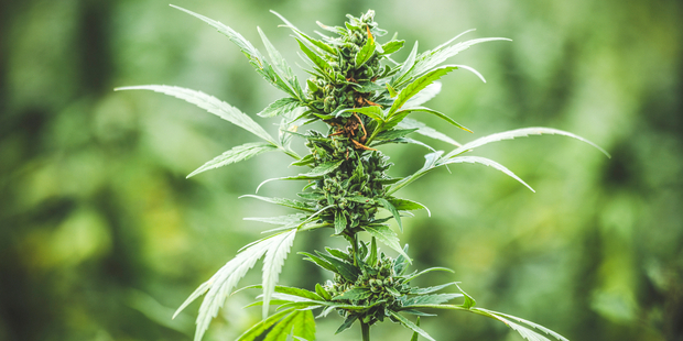 The document suggess the Government could earn $150 million annually from taxing legalised cannabis. Photo / iStock