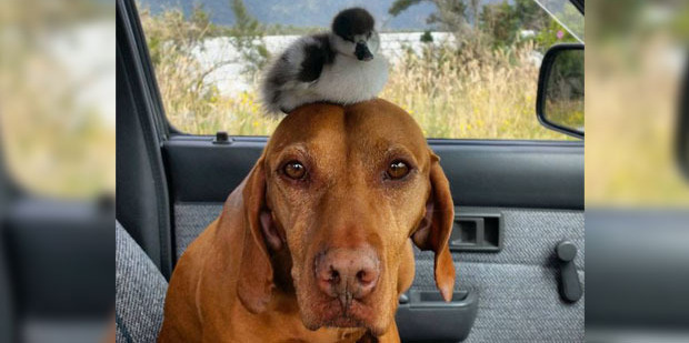 Rein's Instagram account posted this image that read: "Dad said 'duck'. I wasn't quick enough." Photo / via Instagram