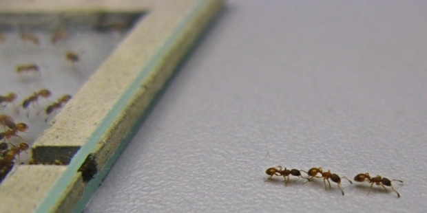 House-hunting ants use "tandem-running" when moving to a new nest. Photo / Thomas O'Shea-Wheller