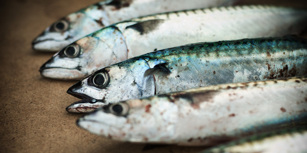 Oily fish cuts bowel cancer deaths Oily fish cuts bowel cancer deaths