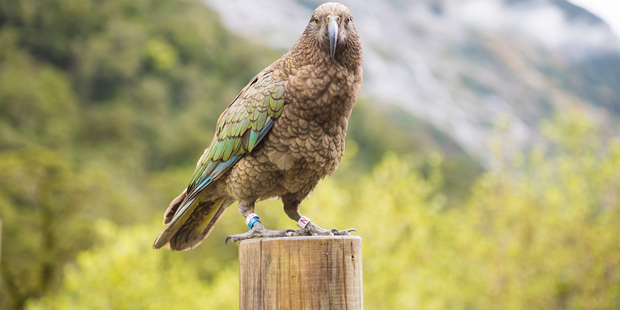 The pest control operation will target sites which are home to remaining populations of endangered species such as the kea. Photo / iStock