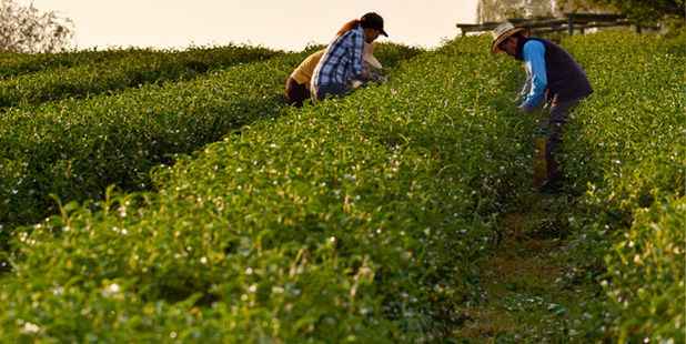 Staff carefully tend to the plants at the Zealong tea plantation. Photo / Supplied