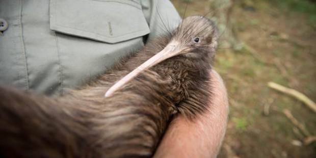 "Two Toes" is free of his tracking device after 10 years of close fulltime monitoring and will retire with his "wife" Blinky. Photo / Supplied