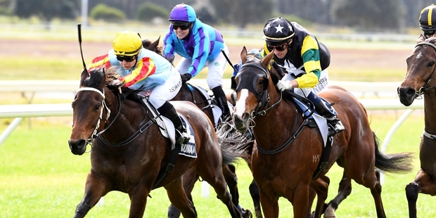 Sunline's grandson Magic Of The Sun won his second race at Ruakaka on Saturday. Photo / Race Images