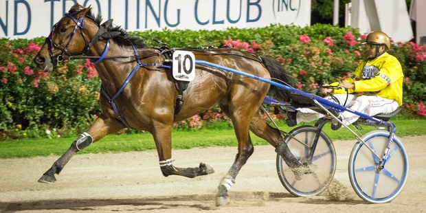 Monbet is certain to win New Zealand Trotter of the Year on Saturday night. Photo / Greg Bowker