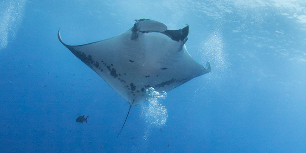 Kids get face to face with marine life when snorkelling. Photo / Getty Images