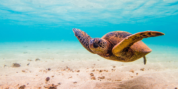 Visitors to Samoa can meet turtles in the wild. Photo / 123RF