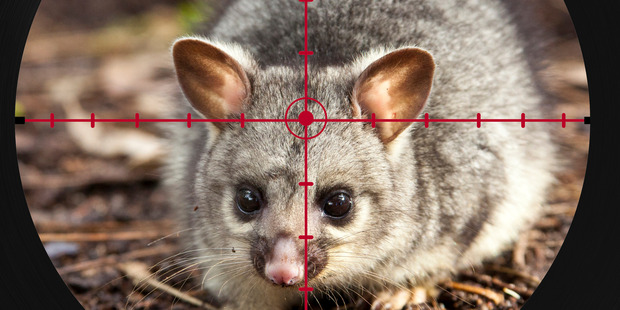 These big numbers helped persuade the Government to stump up $28 million to fund a joint venture to wipe out rats, stoats, possums and feral cats by 2050. Photo / Getty Images
