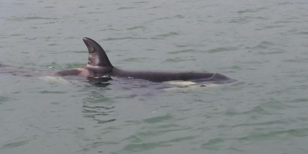 Orca expert Jeff Foster will attempt to get close enough to assess a lone calf today. Photo: Ingrid Visser