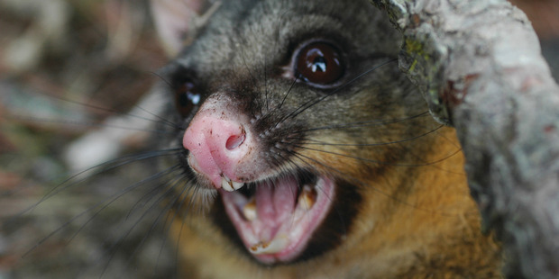 Conservation Minister Maggie Barry said 1080 poison would continue to play a key role in pest eradication. Photo / File