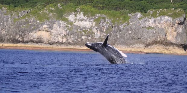 Humpbacks are seen from land in Niue.