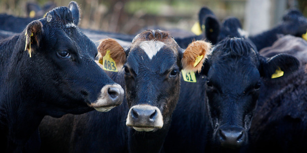 Dairy Farmers are "resigned to the fact it's not going to be good for at least two years," Federated Farmers West Coast provincial president Peter Langford says. Photo / Christine Cornege