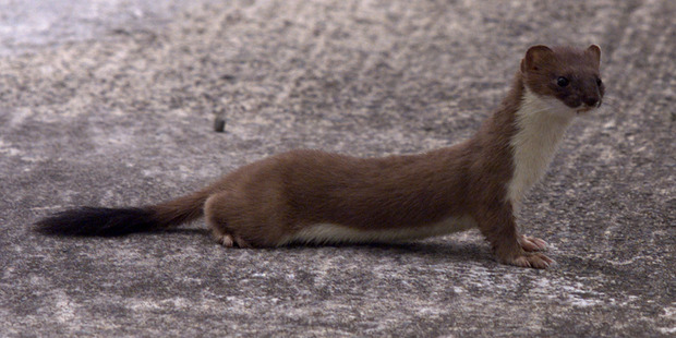 Watch out, weasel, the Government is out to get you. Photo / File