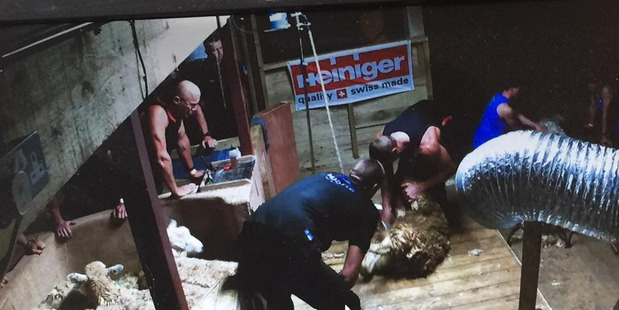 Hawke's Bay shearer Matt Smith gets into his work in the first half-hour of his attempt on the world nine-hour strongwool ewes record in Cornwall, England. Photo / Supplied
