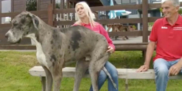 Understandably, Major gets attention wherever he goes. YouTube / itv NEWS