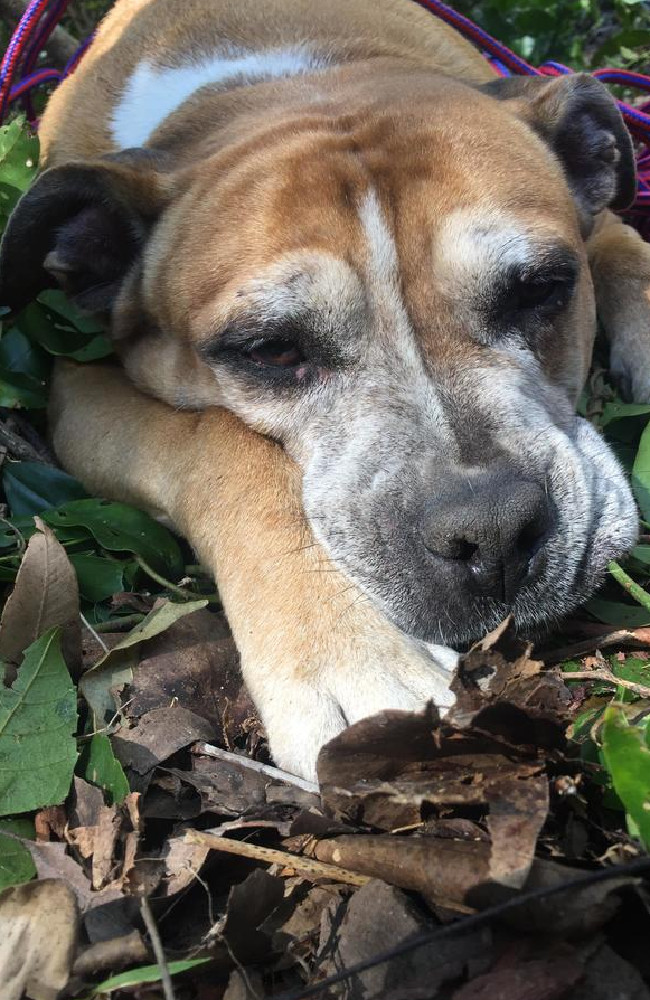The dog appeared to be exhausted from the ordeal.