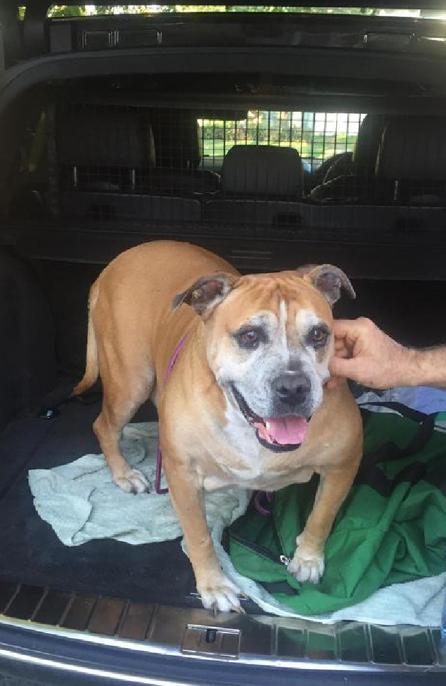 During the trip home she seemed to relax a lot more. When we opened the back of the car, we were greeted with a different dog - the little tail was going a mile a minute". Source / Reddit
