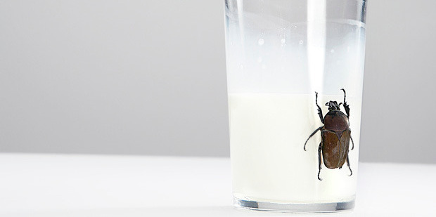 Cockroach crystals pack three times the energy of buffalo milk - the previous top contender for producing a protein with the most calories. Photo / Getty