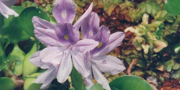 Water hyacinth, one of the pests that were found during pond searches. Photo/Supplied