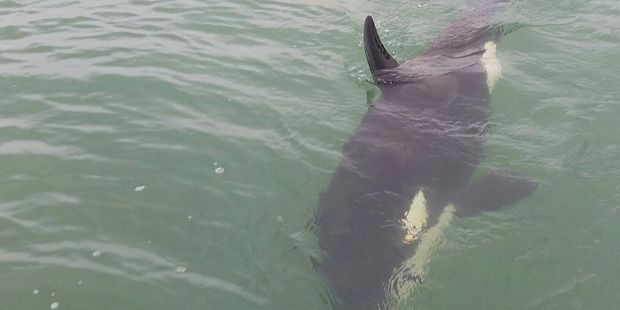 LOST: The orca calf which was separated from its pod in the Bay of Plenty.PHOTO/SUPPLIED