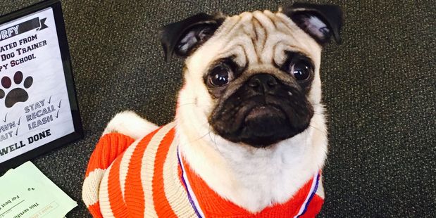 Smurfy Sharma is this year's Pet of the Year winner. Photo/Supplied