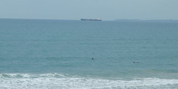 Ocras spotted at Omanu beach. PHOTO/Halina Stollery/Tania Spears