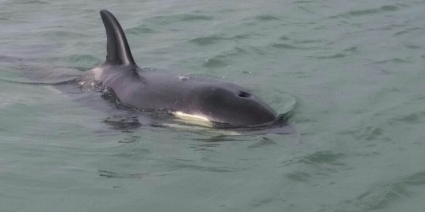 LOST: The orca calf which was separated from its pod in the Bay of Plenty. Photo / Supplied