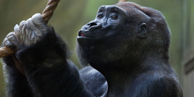 Seeing gorillas in the Democratic Republic of Congo is one of the trips recommended for parents travelling with 16- to 19-year-olds. Photo / 123RF