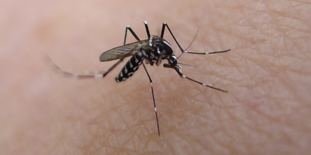 Mosquitoes have been linked to the buruli ulcer. Photo / Flickr / John Tann