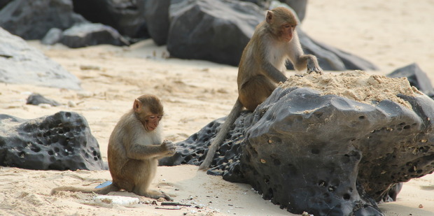 Two residents of Monkey Island in Halong Bay, Vietnam. Photo / Creative Commons image by Flickr user Seba Della y Sole Bossio